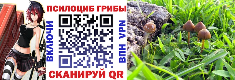 kraken зеркало нарко площадка официальный сайт Псилоцибиновые грибы Psilocybe закладка Богородицк